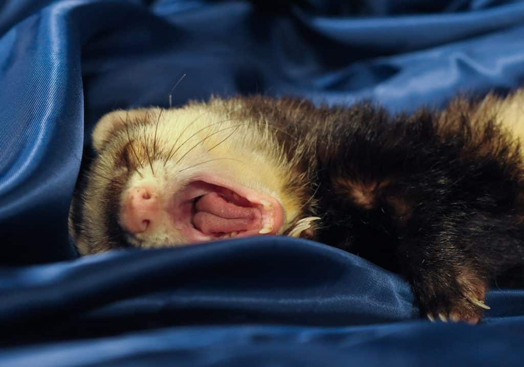 ferret, yawn, tongue