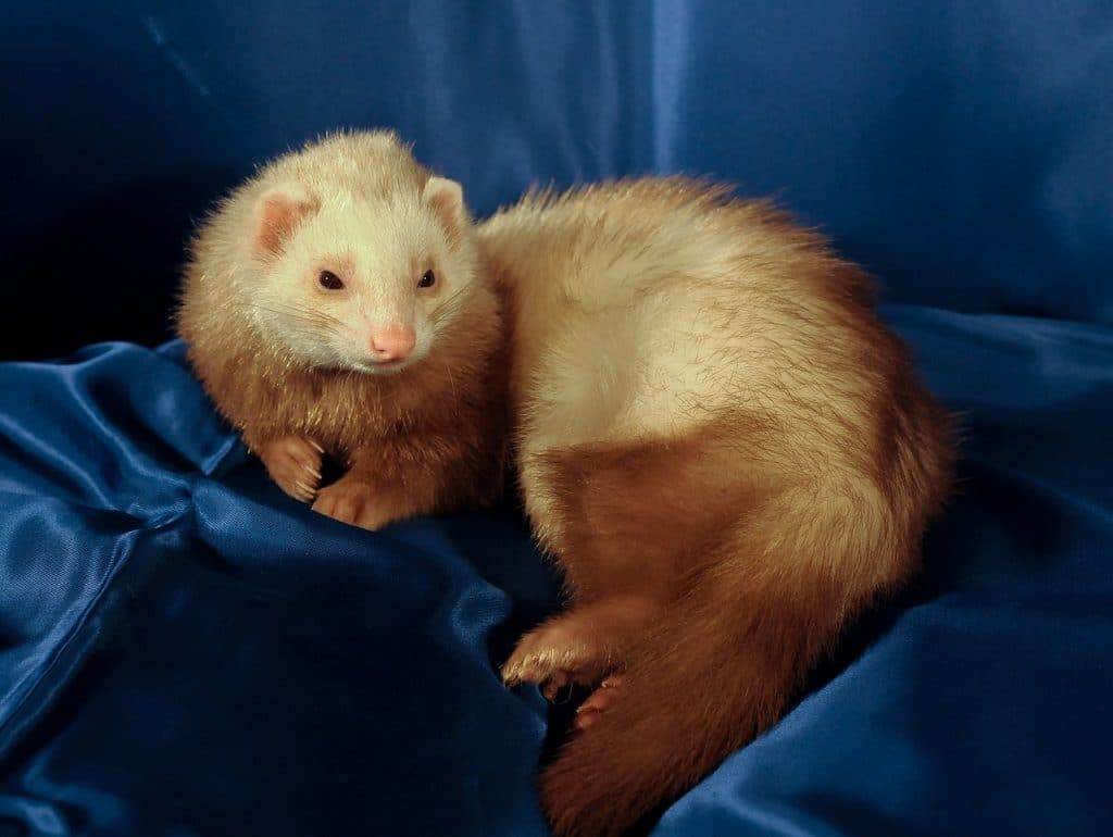 ferret, animal, domesticated