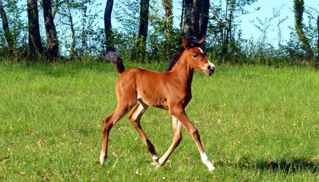 horse, pure arab blood, horse breeding