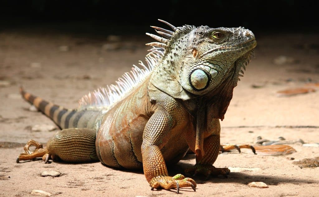 iguana, reptile, lizard