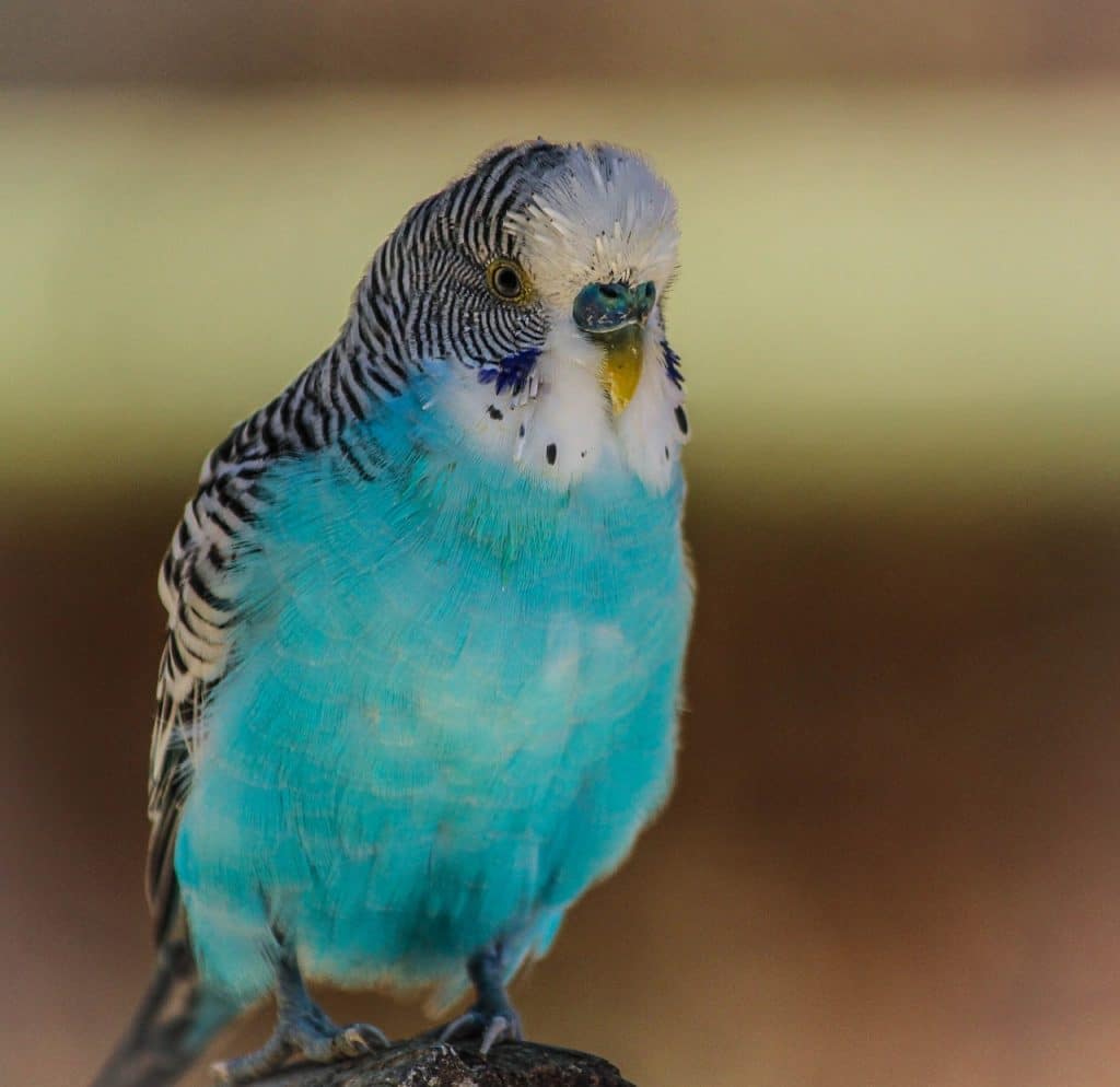 blue parakeet, bird, blue