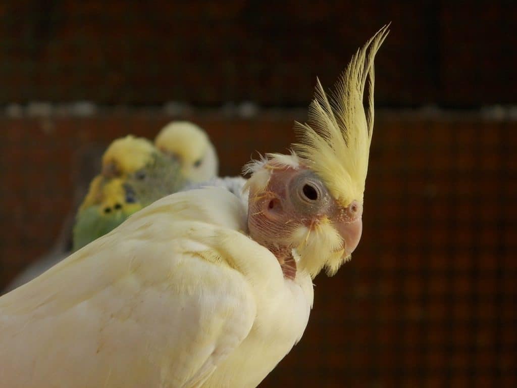 cockatiel, corrugated parakeets, birds