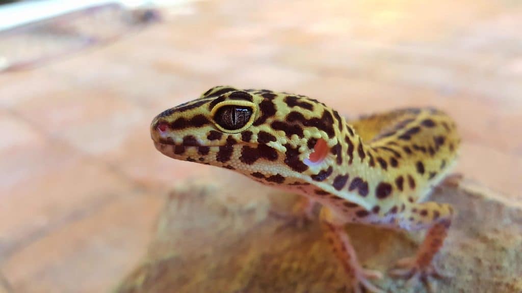 leopard, gecko, eye