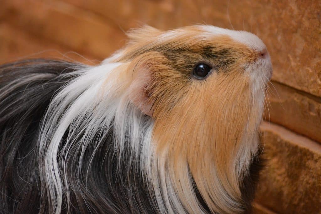 piggy, guinea pig, pet