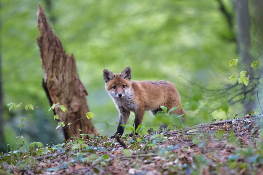 Four Seasons of Fox Life Cycles & Frequently Asked Questions - Pet Breeezy