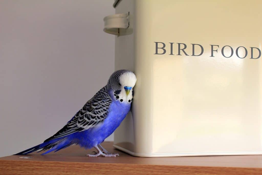 budgie, blue, bird