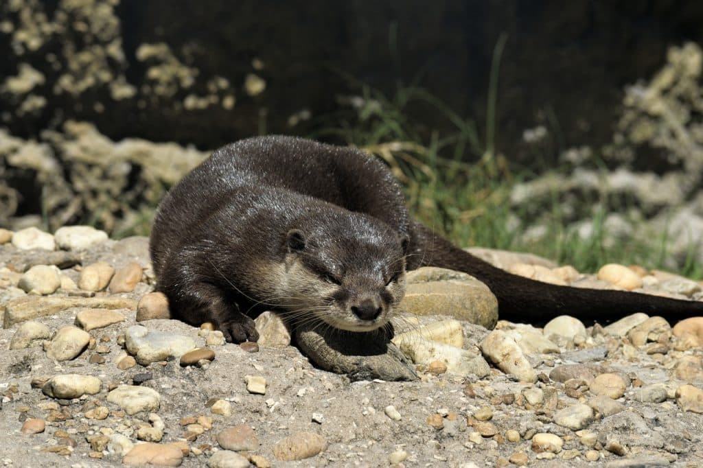 sea otter, mammal, wildlife