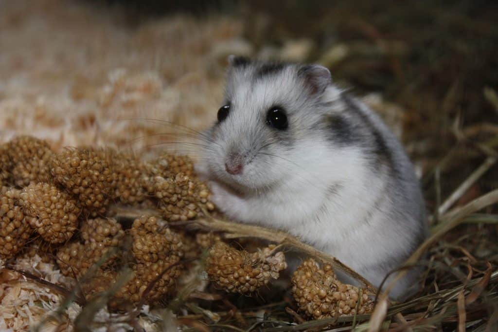 hamster, wolf down, cute