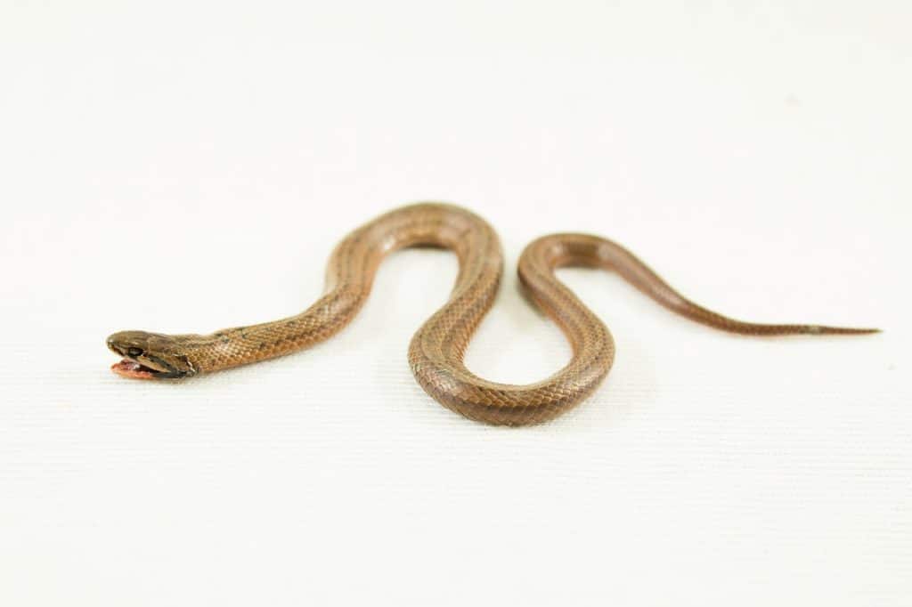 snake, adder, serpent