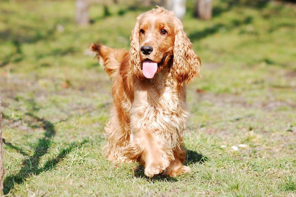 cocker spaniel english, cocker spaniel, coker