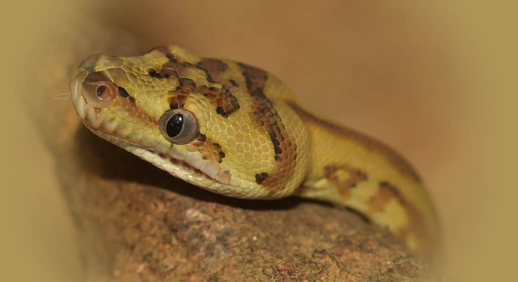line, head, carpet python