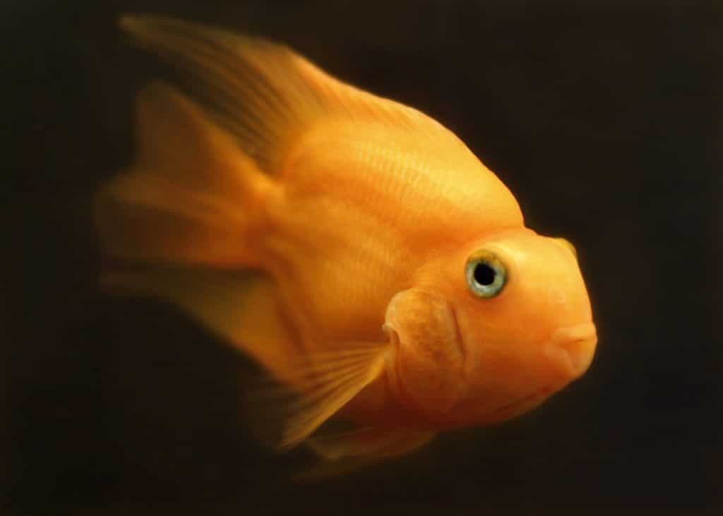 fish, goldfish, water