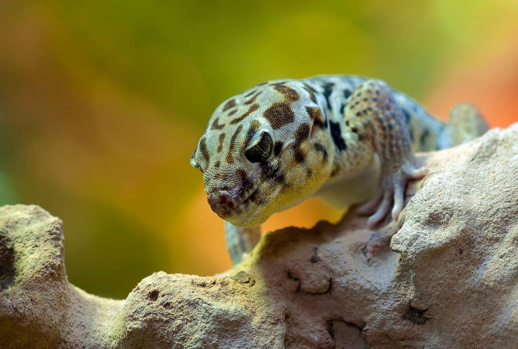 wonder gecko, gecko, animal