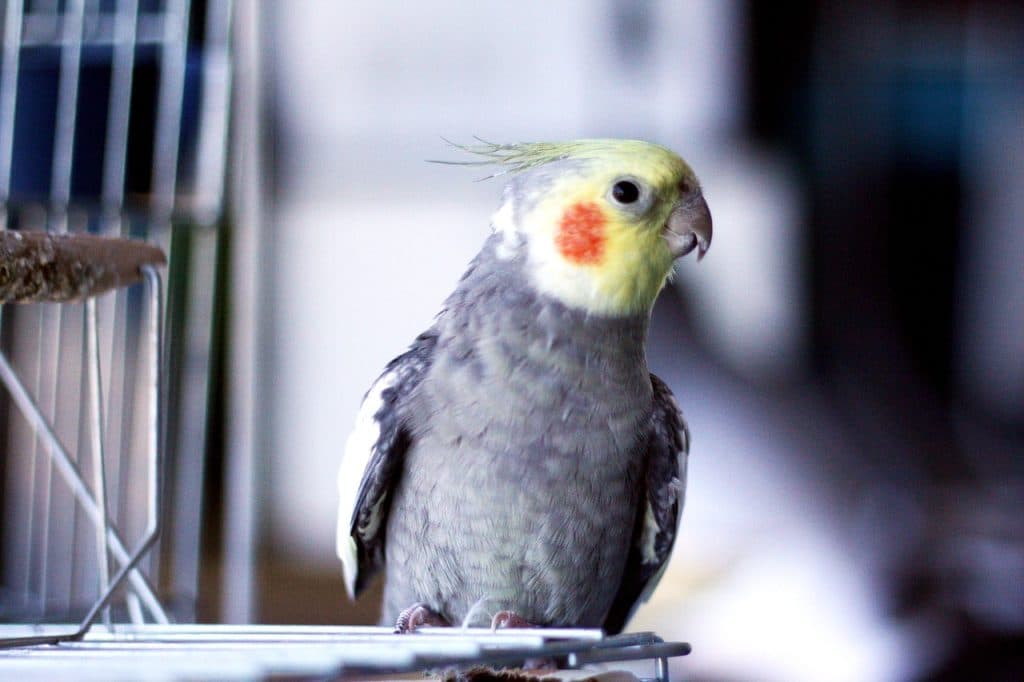 bird, birdie, cockatiel