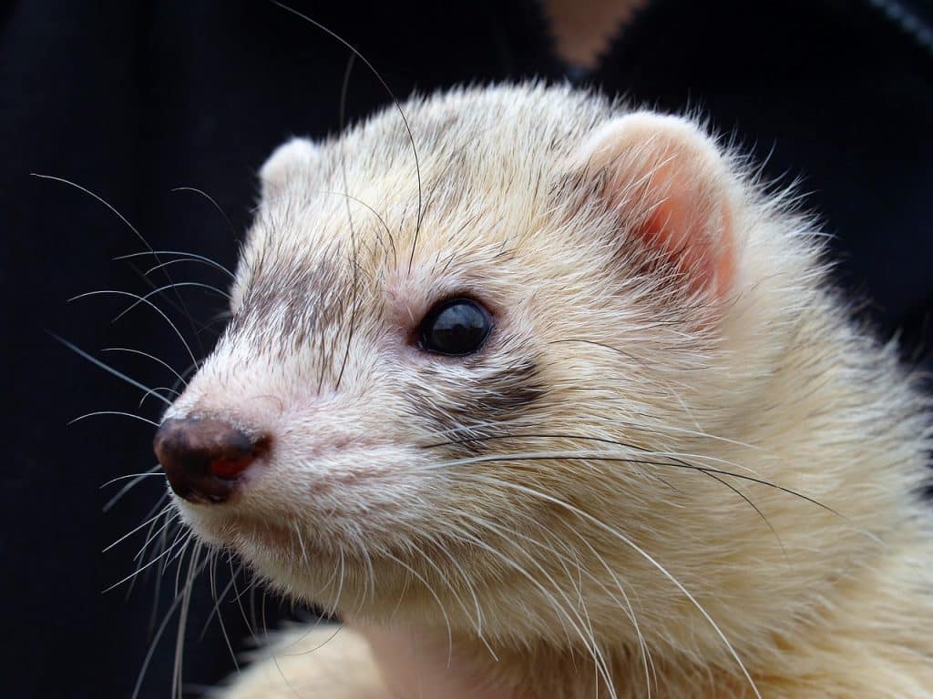 ferret, animal, pet