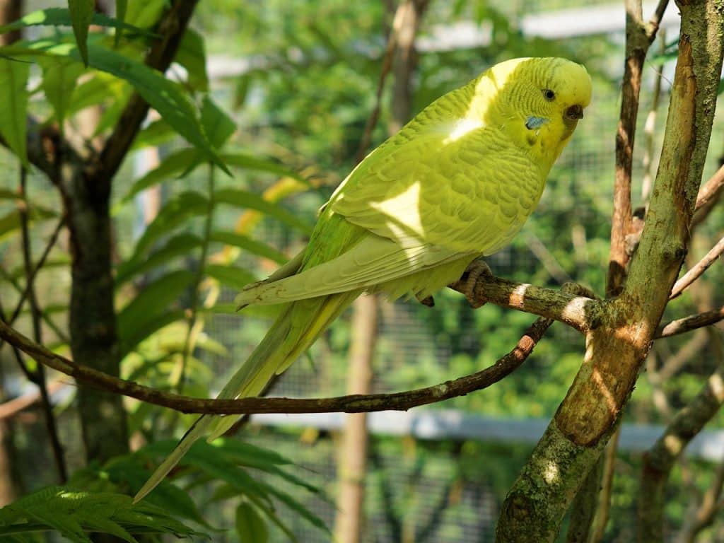 budgie, bird, animal