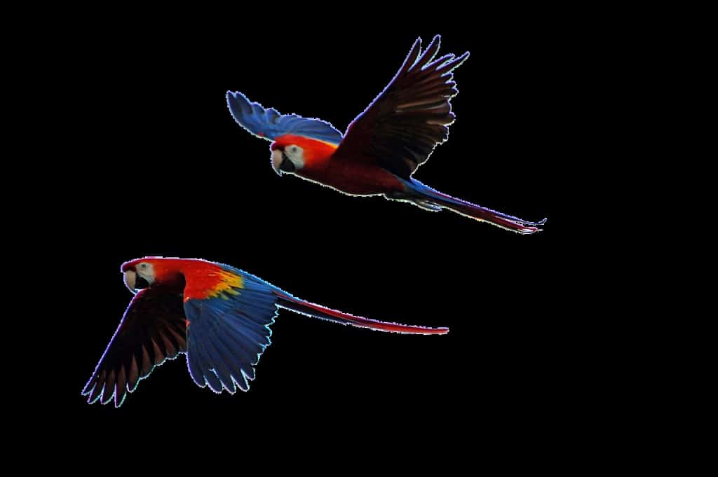 parrots, flight, parrot