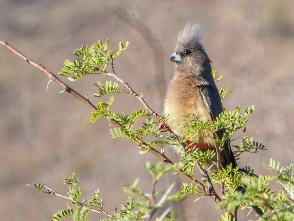 bird, parrot, branch