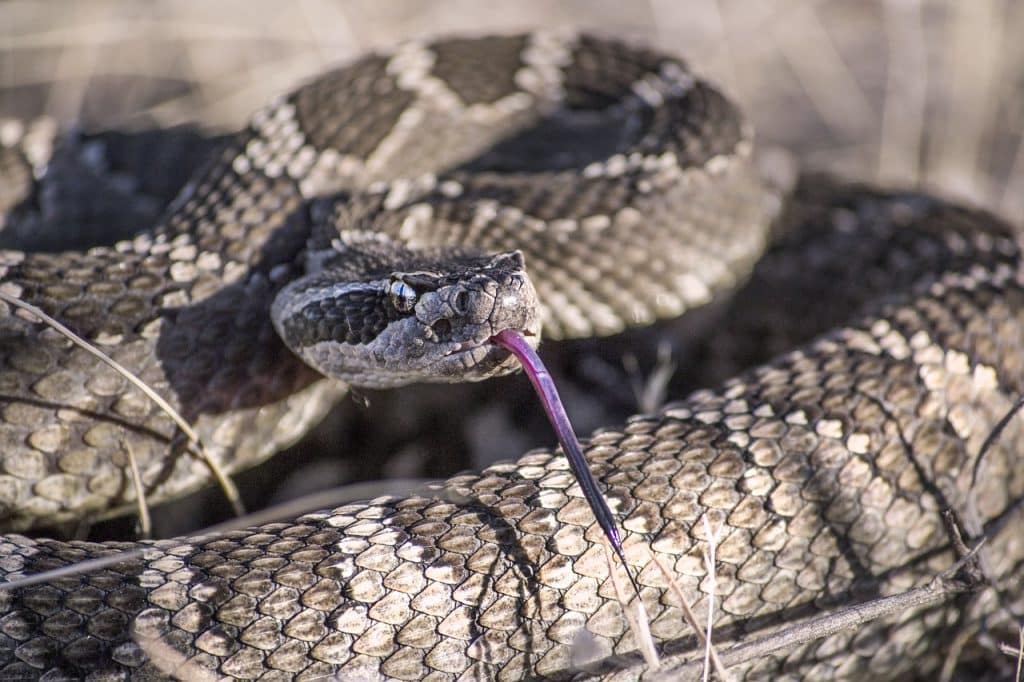 snake, rattlesnake, rattle