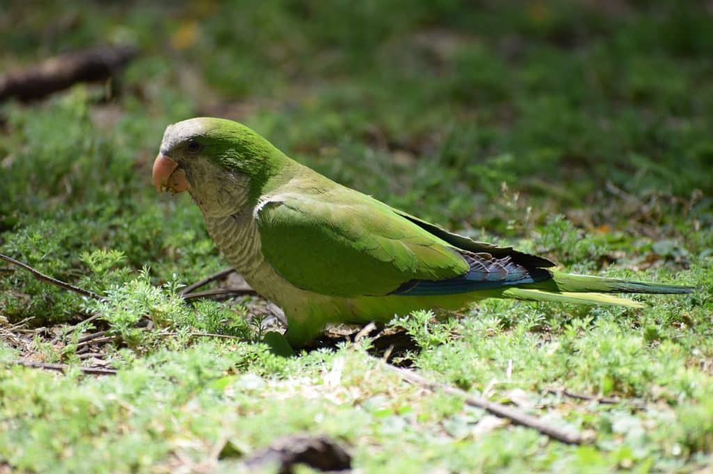 monk parakeet, parakeet, parrot