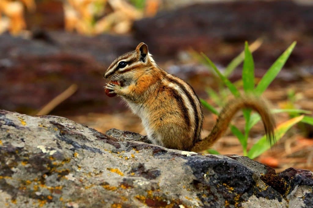 chipmunk, nature, wildlife