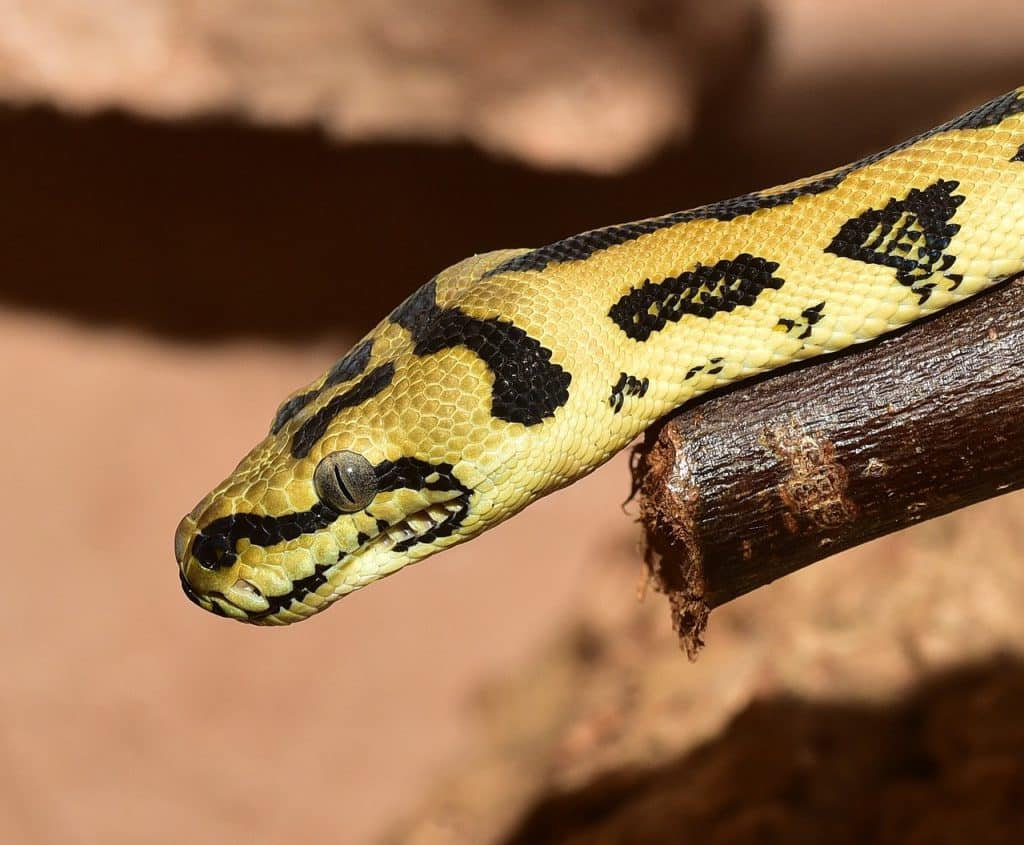 line, reptile, wildlife