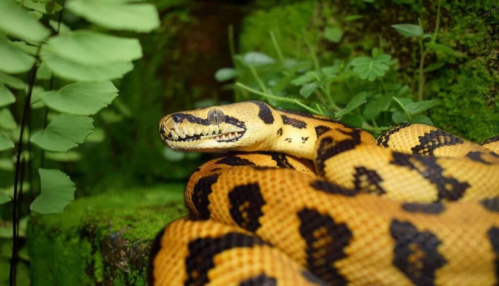 line, reptile, wildlife