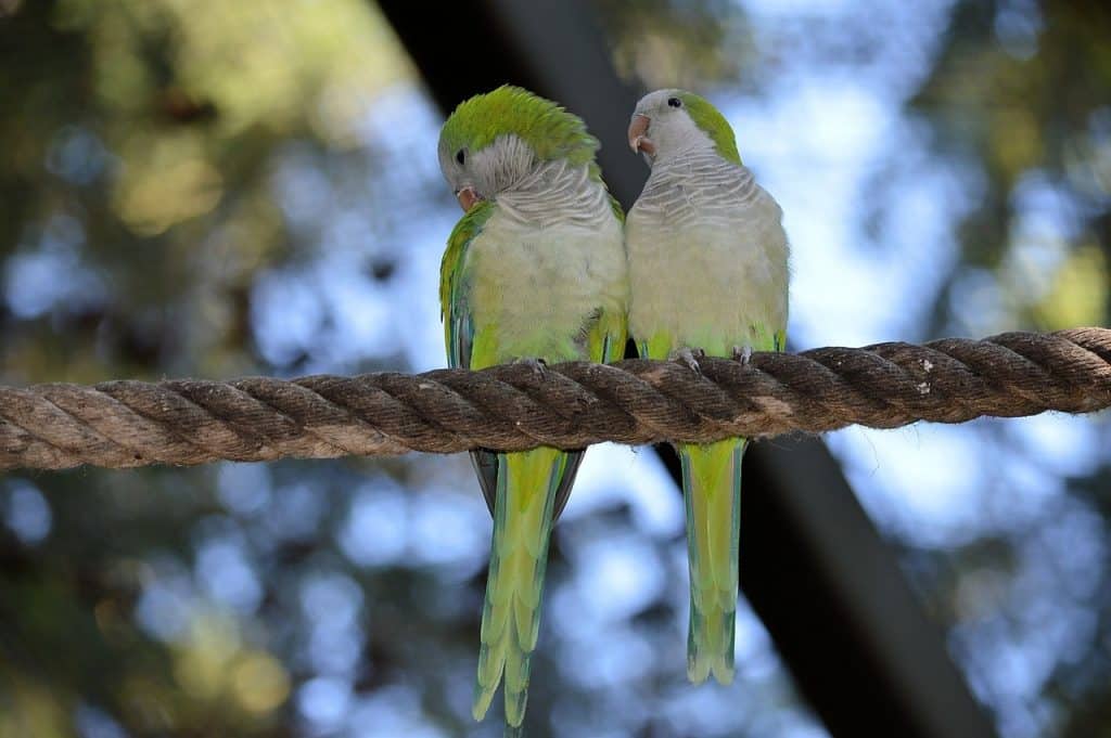 parrot, lovebird, couple