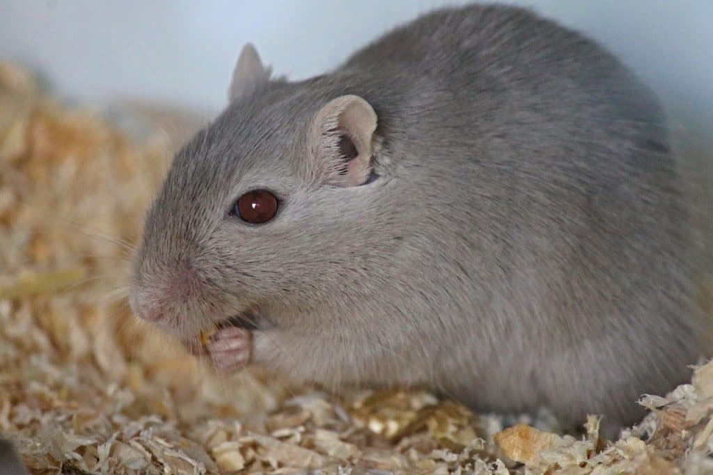 gerbil, rennratte, mouse