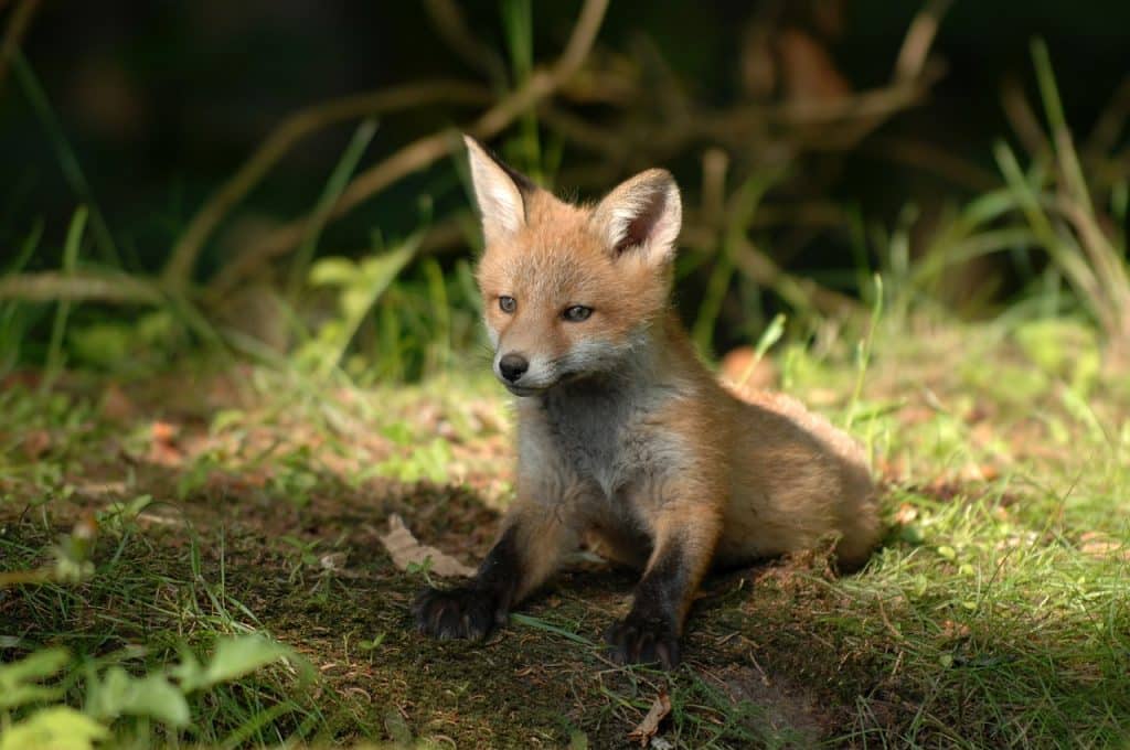 mammals, fox, wildlife