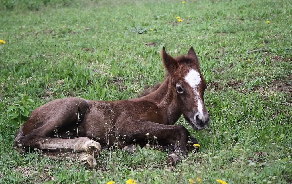 animal, equine, foal