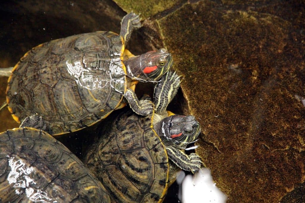 turtles, trachemys scripta, the red-eared terrapins