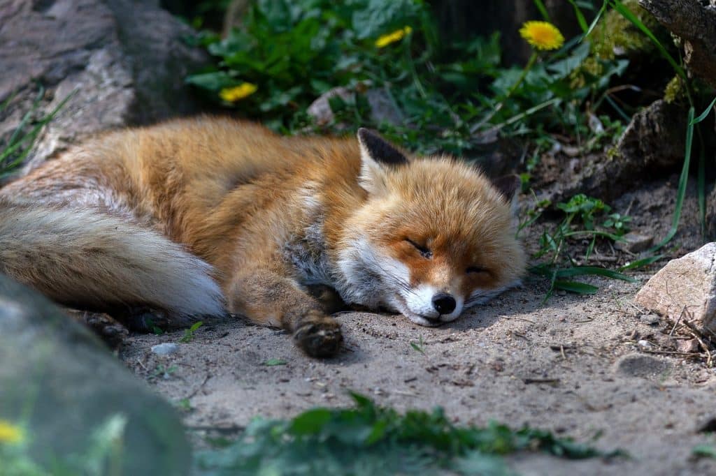 What to Do and What You Need to Know About Foxes and Mange! Pet Breeezy