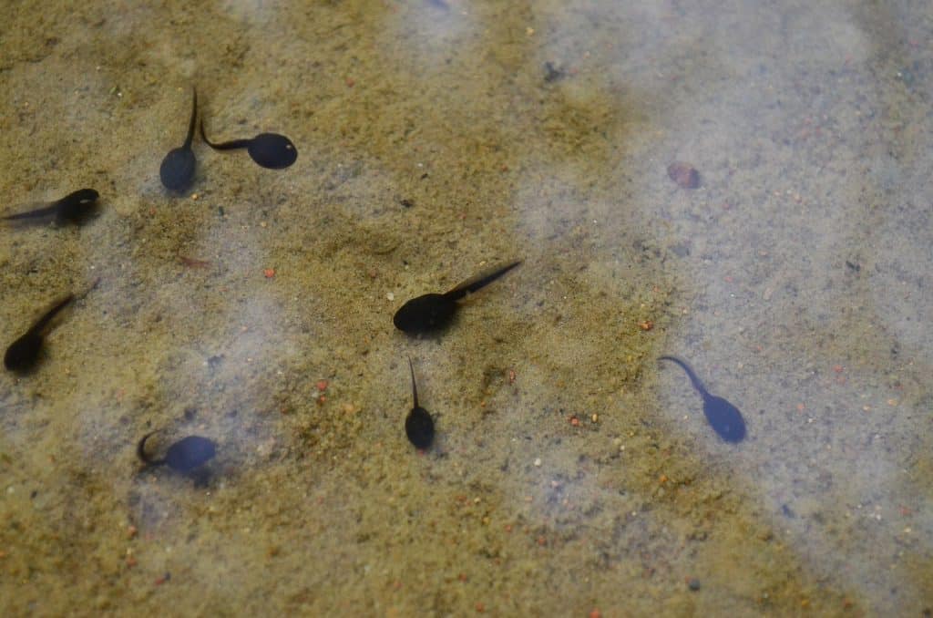 What Can You Feed Tadpoles as Pets and in the Wild? Pet Breeezy