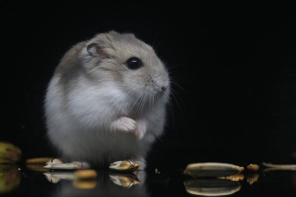 hamster, pets, small animals