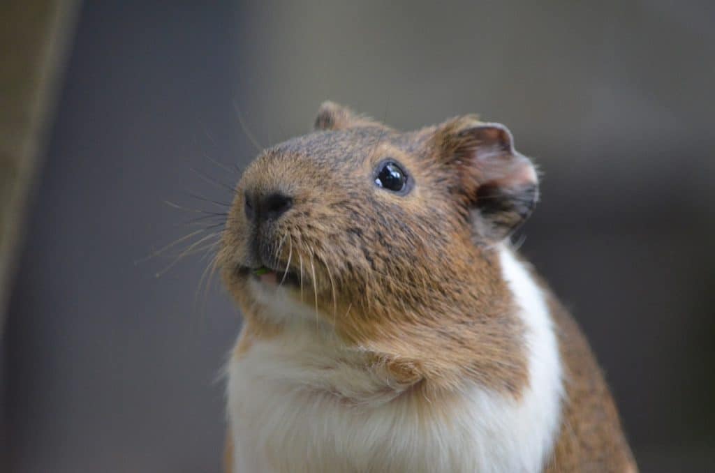 animal, guinea pig, hamster