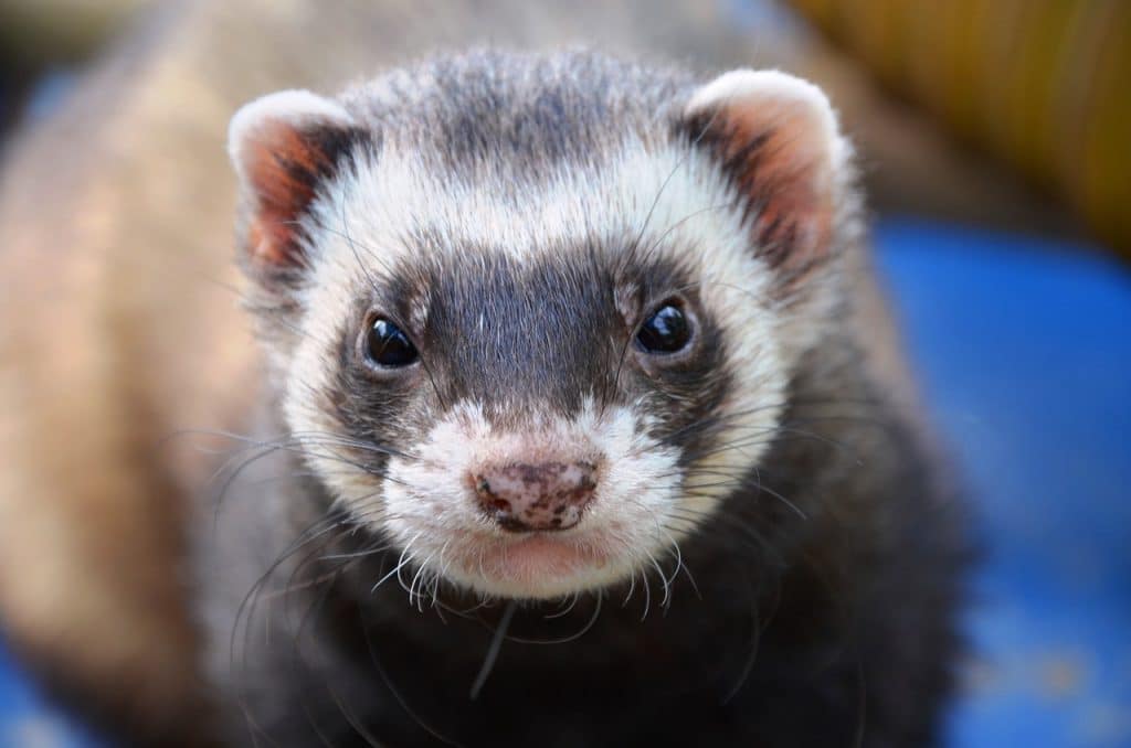 ferret, animal, eyes