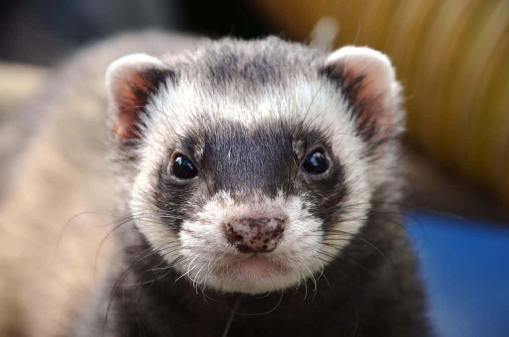 ferret, animal, eyes