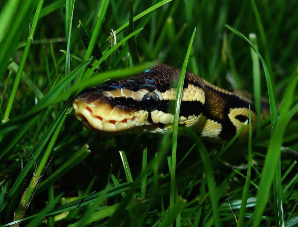 line, ball python, garden