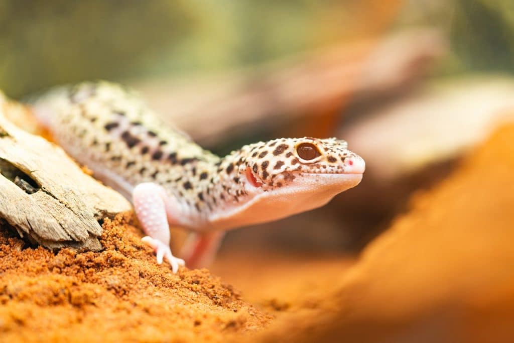gecko, leopard gecko, lizard