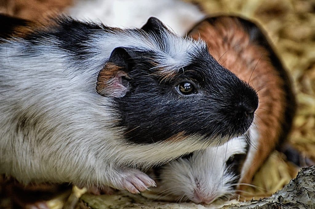 guinea pig, cute, rodent