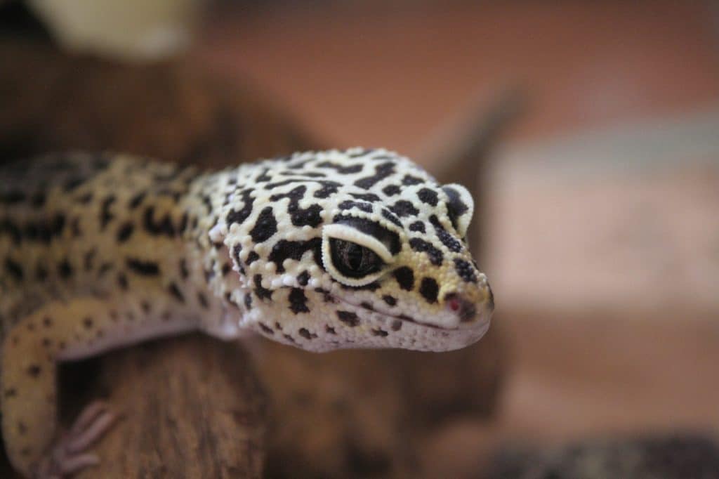 gecko, leopard gecko, geckos
