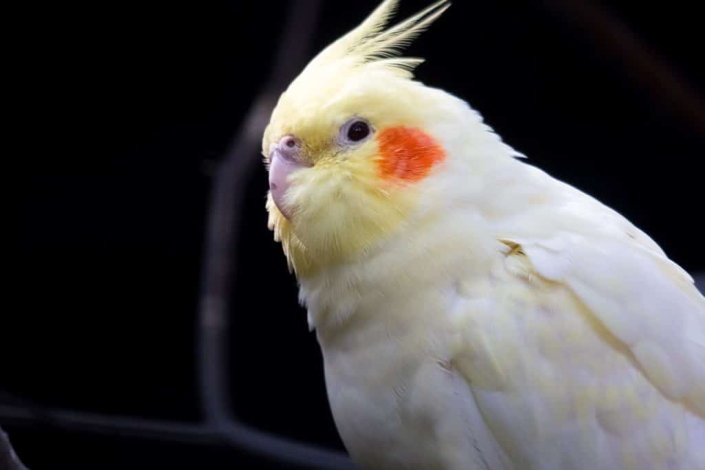 cockatiel, parakeet, bird