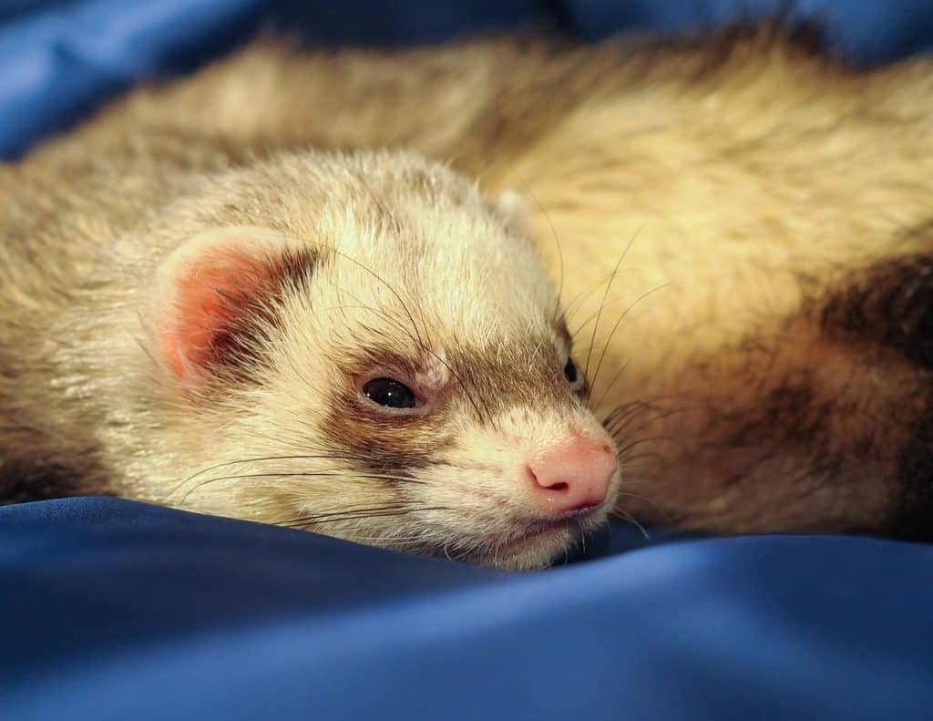 ferret, putoisé, mustélidé