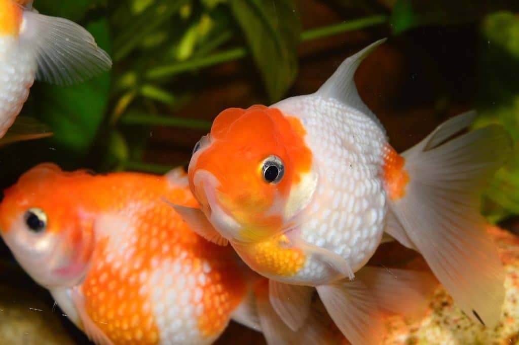 goldfish, flakes of pearl, red fish