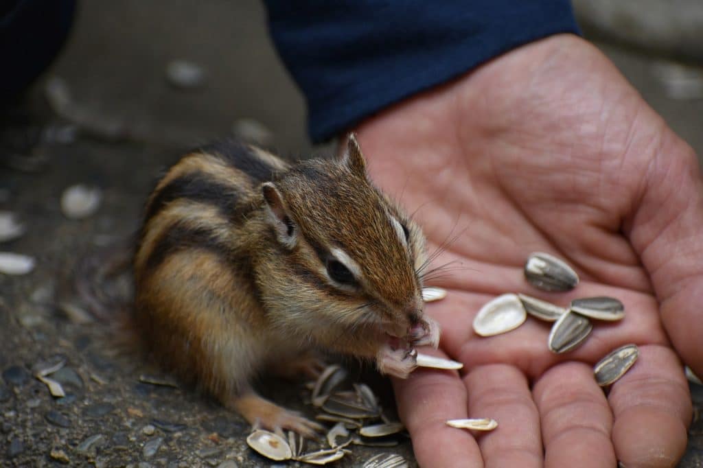 animal, squirrel, chipmunk