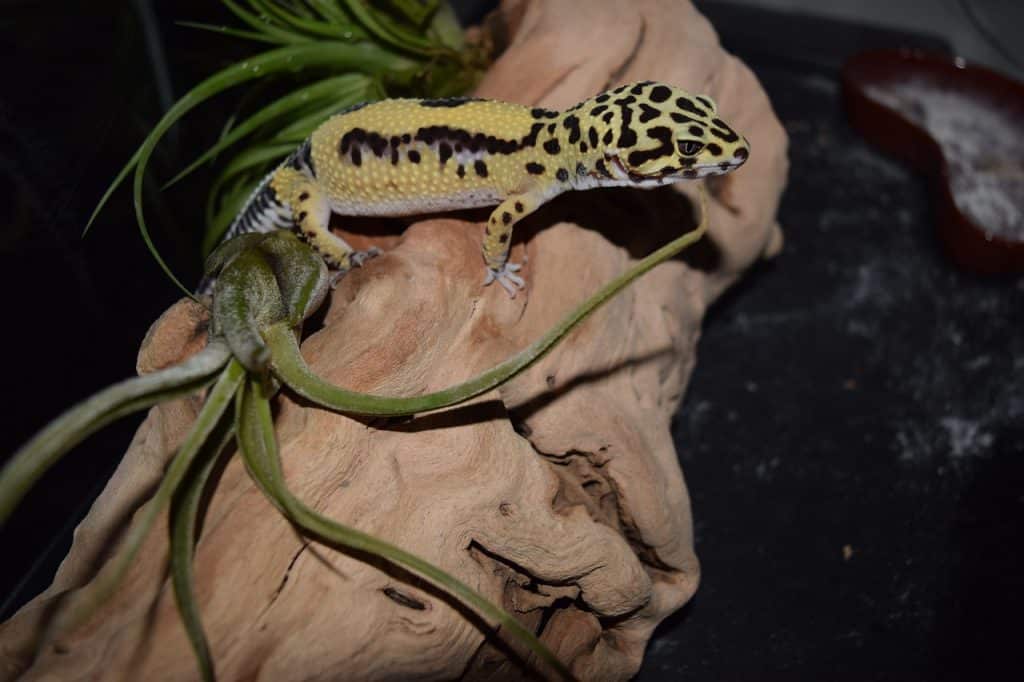 leopard gecko, pet, pets