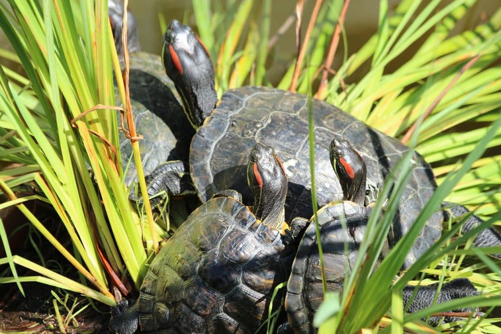 turtles, the red-eared terrapins, nature