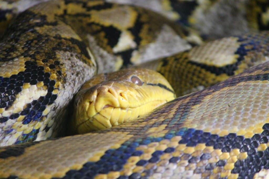 snakeskin, python, net python