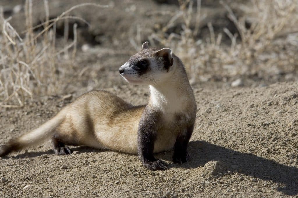 picture, ferret, footed